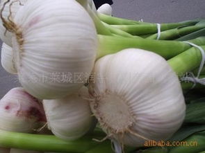 萊蕪市萊城區潤宇農副產品購銷站 連接田間與餐桌的綠色橋梁