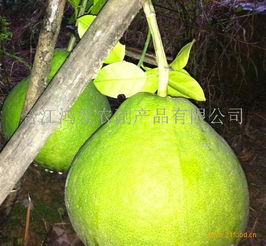 鴻發(fā)農(nóng)副產(chǎn)品加盟 開(kāi)啟綠色健康事業(yè)，共創(chuàng)財(cái)富未來(lái)